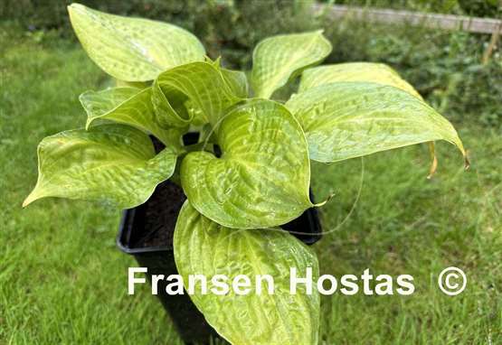 Hosta Dixie Ghost